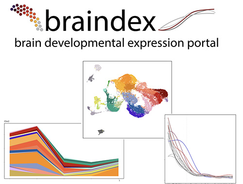 Braindex, a brain developmental expression portal